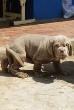 NEPOLITAN MASTIFF PUPPIES  AVAILABLE FOR SALE