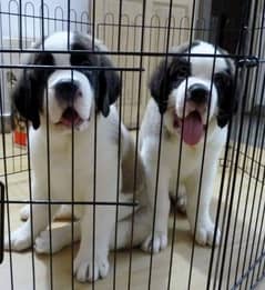 SAINT BERNARD PUPPIES AVAILABLE FOR SALE