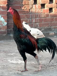 Burmi + Thai male