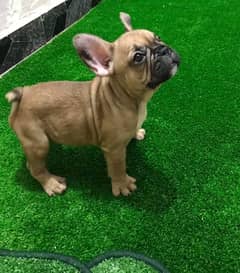 IMPORTED FRENCH BULLDOG PUPPY AVAILABLE FOR SALE