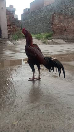 Aseel