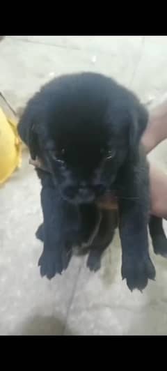 Labrador