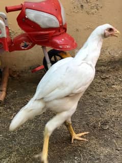 Hera female for sale