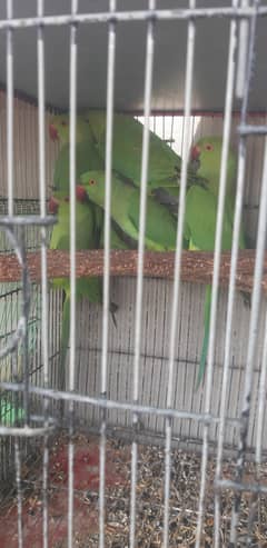 Ring neck Patthe 5 months