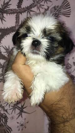 Shih