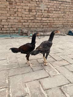 aseel mianwali urgent sale