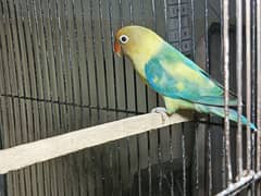 Love bird breeder pair for sale
