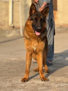 German