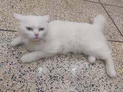 blue eyes Persian cat