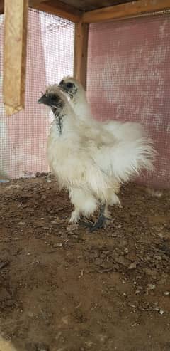 Heera / White silky / golden buff