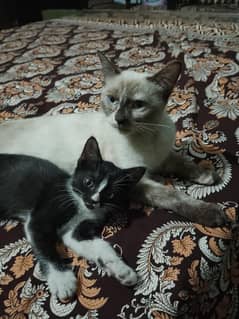 1 cat with 1baby