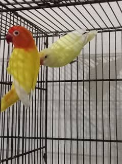 lovebirds
