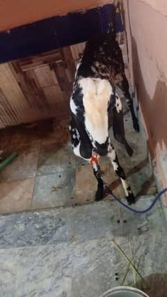 bakri for sale