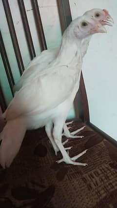 paper white chicks pair available Whatsup nbr 03183396127