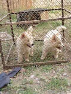 pure white husky puppies