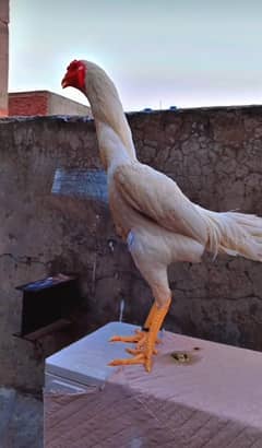 Male white pure oh shamo in excellent health and points