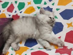 female kitten