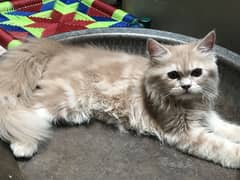 Persian cat