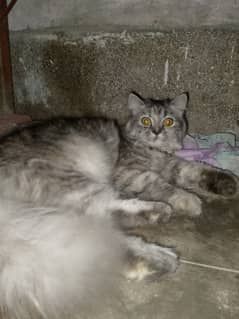 cat for sale