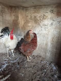 Ghar kr Pali desi murgiya healthy active