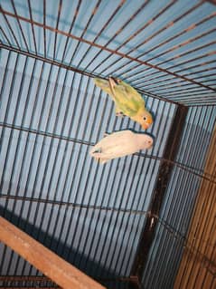 lovebirds 3 pairs with cage for sale