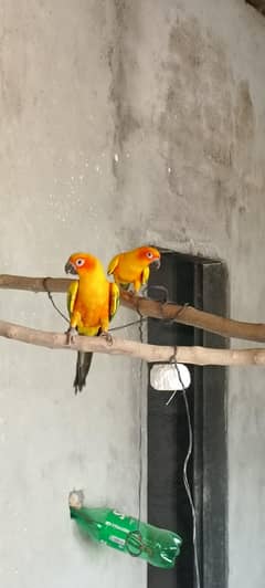 Sun Conures Breeder  Pair For Sale