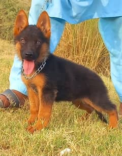 German Shepherd black mass male age 2 month for sale available