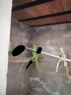 for Sale