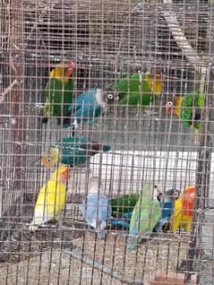 lovebirds
