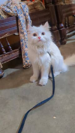 white cat