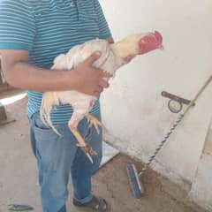 heera male