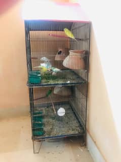 2 pair parrot