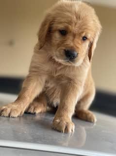 cute lil golden retriver puppy