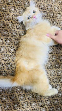 Pure persian cat