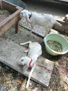 rajanpuri goats