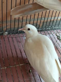 dove pair