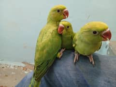 Ringneck Chicks - Haray Totay K Bachy