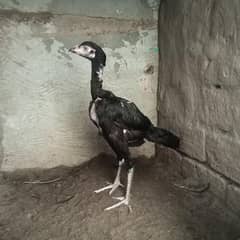 Aseel