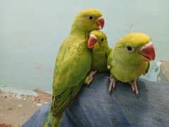 Ringneck
