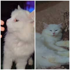 we want to sell our cat