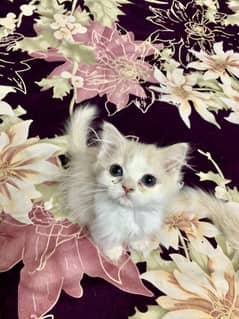 Persian kittens