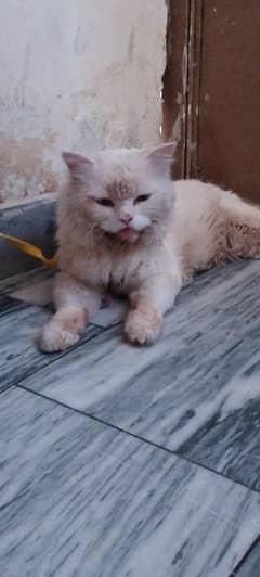 Persion Male Cat