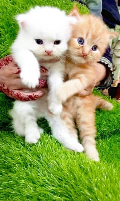Triple coated semi punch face persian kittens