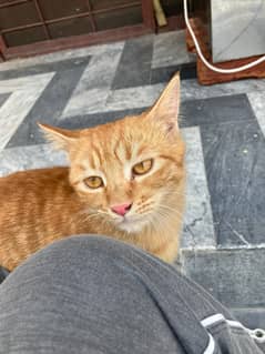Kitten for adoption.