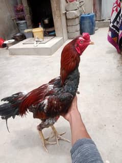 Aseel murga