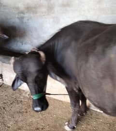 Ravi buffalo