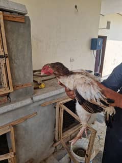 Pure O shamoo breeding pair