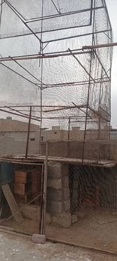 pigeon jaal
