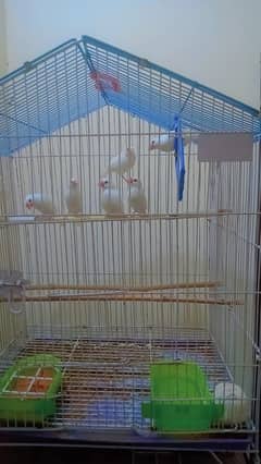 Finches