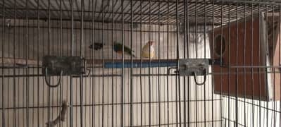 1 pcs common gouldian male. 1 pcs Latino for sale